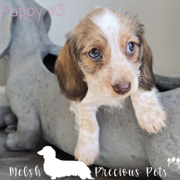 Dachshund puppies near me