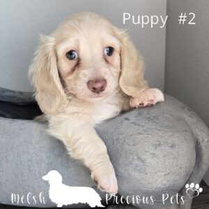 Dachshund litters for sale