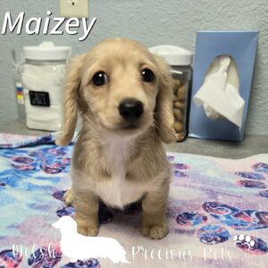 Mini Dachshund puppies for sale