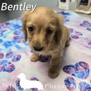 Long Haired Dachshund puppies