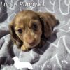 Dachshund Puppies for Adoption