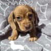 Dachshund Puppies Near Me