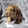 Dachshunds for rehoming
