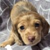 Affordable Dachshund Puppies