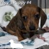 Buy Dachshund Puppies Online