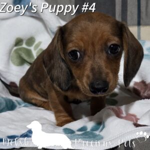 Buy Dachshund Puppies Online