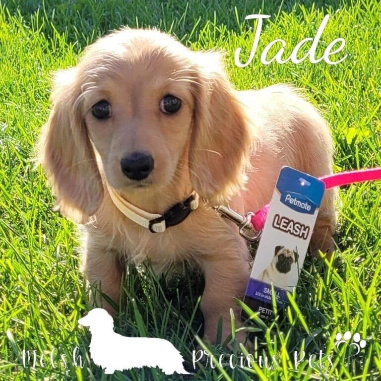 Dachshunds for sale