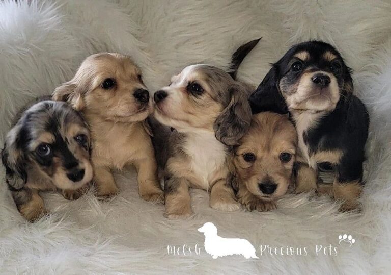 Dachshunds for sale
