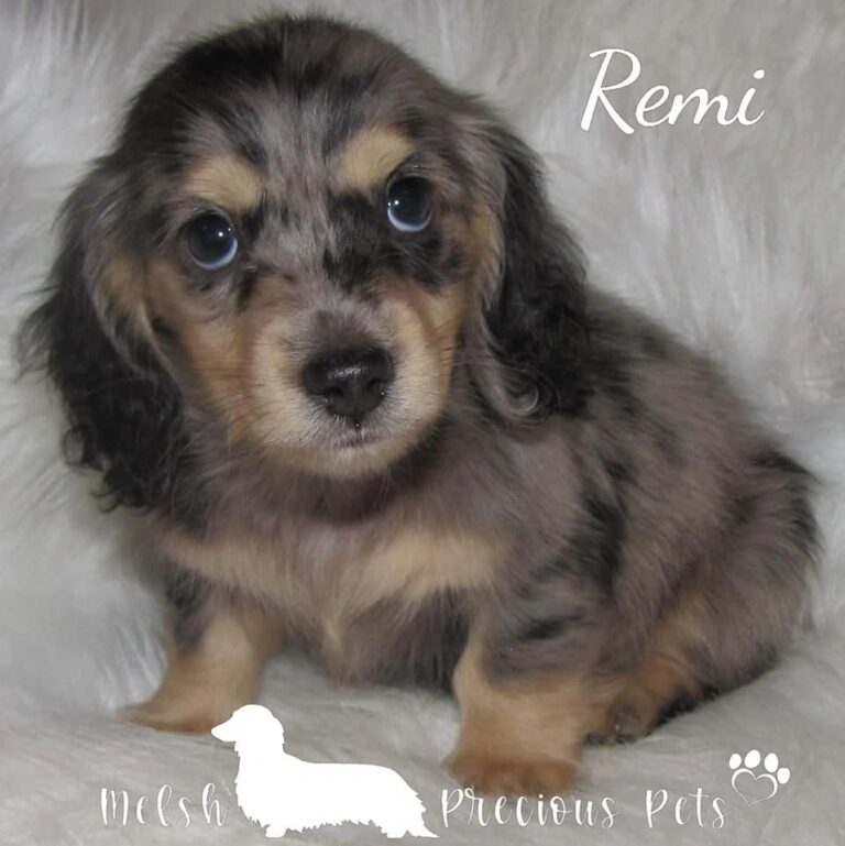 Dachshunds for sale