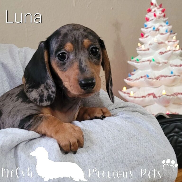 Dachshunds for sale