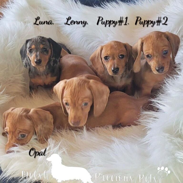 Dachshund for sale
