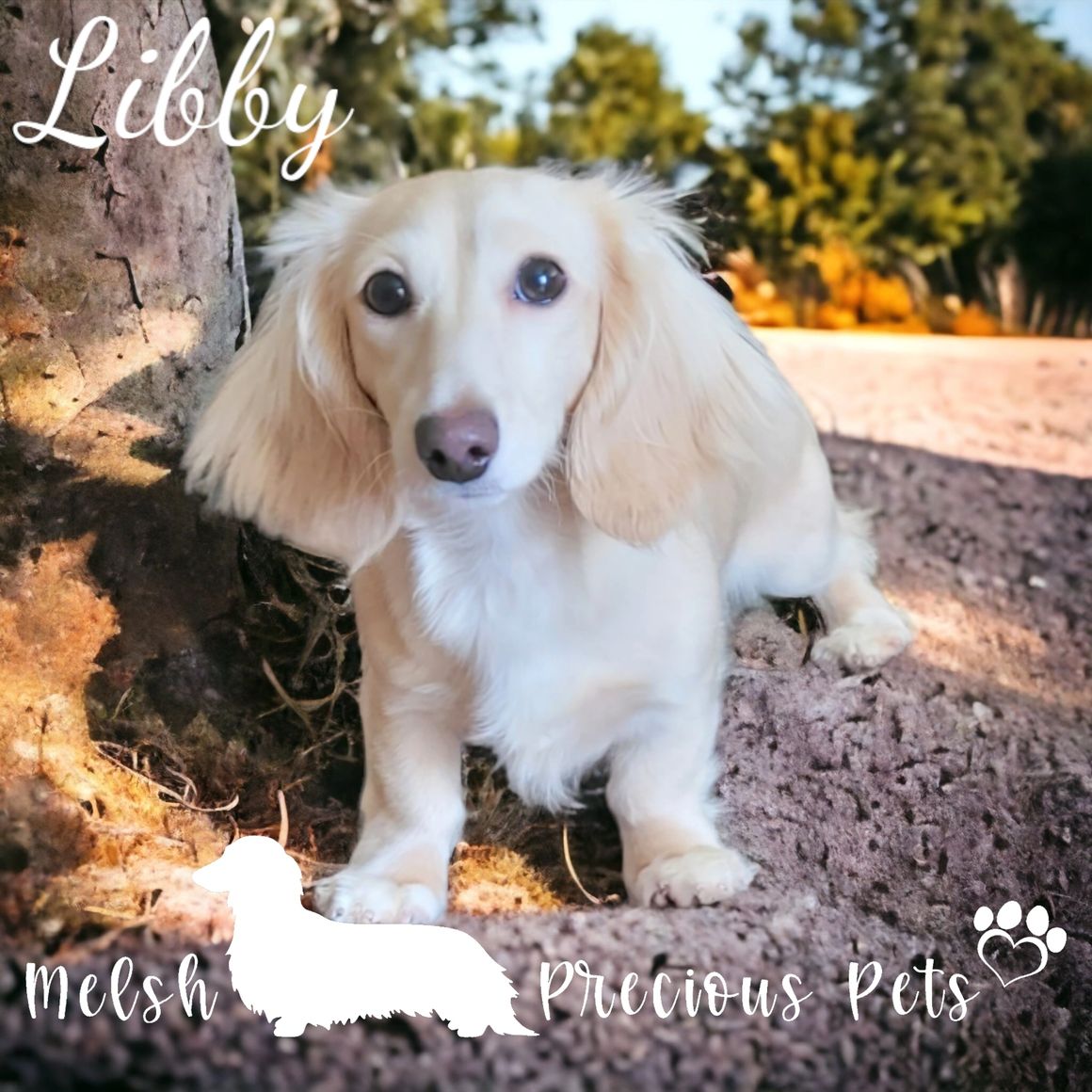 Dachshunds for adoption
