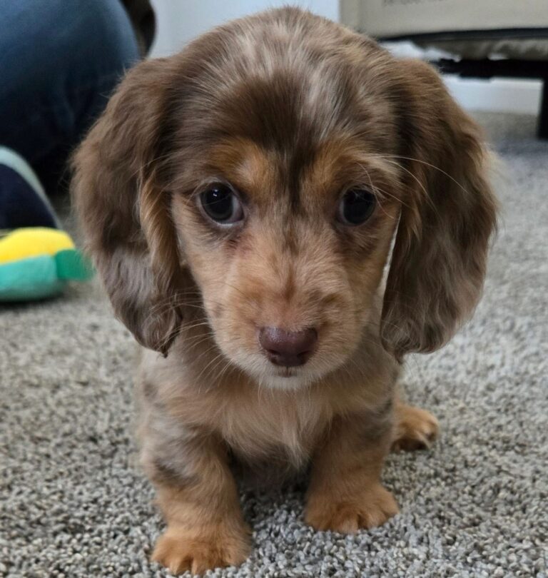 Dachshunds for sale